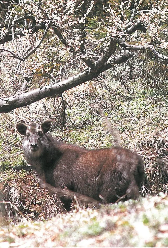 カモシカ | 上田市北部まちづくり協議会