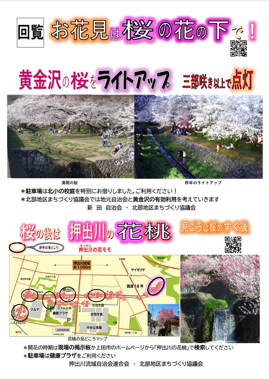 2025年も黄金沢川の桜ライトアップを実施します🌸押出川の花桃も見頃
